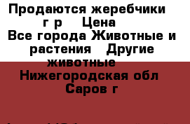 Продаются жеребчики 14,15 16 г.р  › Цена ­ 177 000 - Все города Животные и растения » Другие животные   . Нижегородская обл.,Саров г.